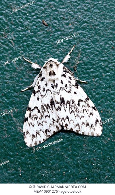 Black Arches Moth (Lymantria monacha). Summer; Cornwall; UK