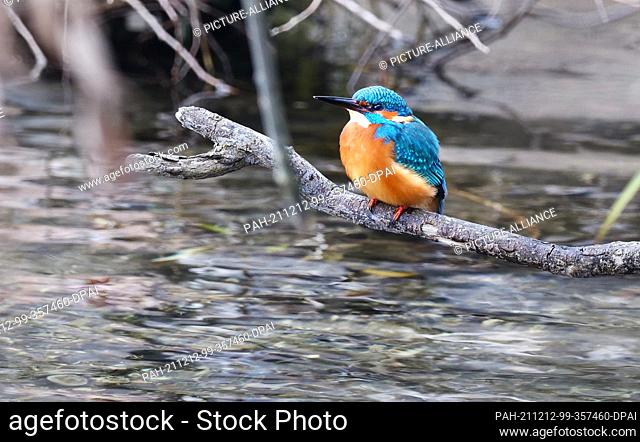 12 December 2021, Berlin: 12.12.2021, Berlin. A kingfisher (Alcedo atthis) sits hunting for small fish on the banks of the Havel River on a gloomy December day