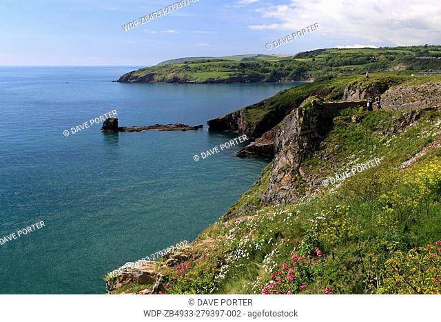 Summer, wildflowers and cliffs at Durl Head, Torbay, English Riviera, Devon County, England, UK