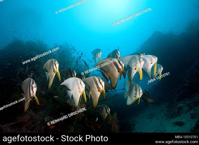 Shoal of Longfin Batfish, Platax teira, South Male Atoll, Indian Ocean, Maldives