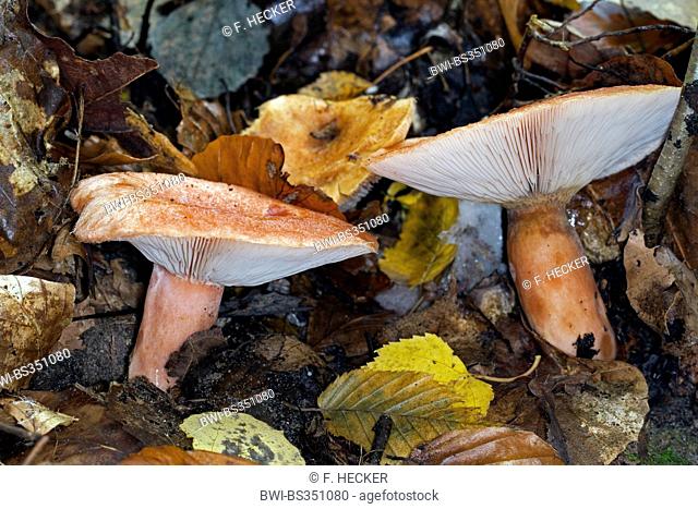 Woolly milkcap, Bearded milkcap (Lactarius torminosus), three fruiting bodies on forest floor, Germany
