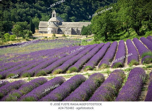 Senanque Abbey with lavender field, Provence, France