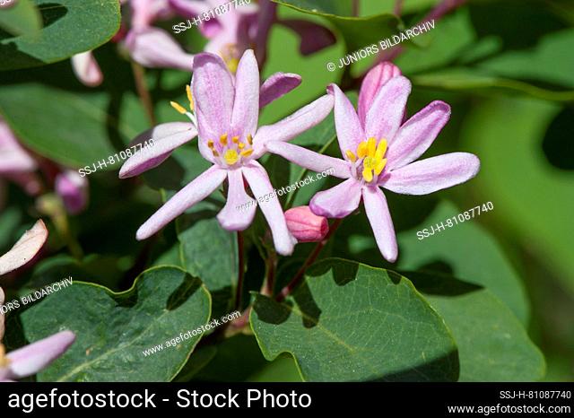 Tartarian Honeysuckle (Lonicera tatarica), flowering