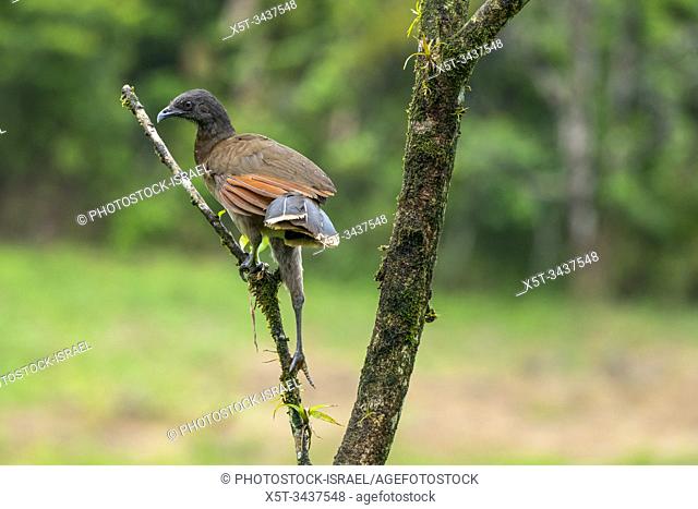grey-headed chachalaca (Ortalis cinereiceps) an arboreal species, found in rainforests. Photographed in the Costa Rican rainforest