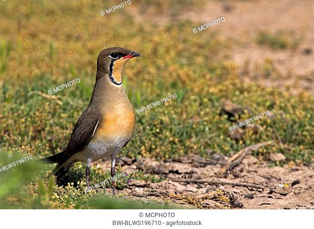 collared pratincole Glareola pratincola, sitting on the ground looking attentively, Greece, Lesbos