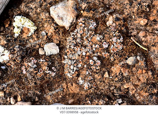 Psora decipiens is a squamulose lichen that grows on dry soils. This photo was taken in L'Ametlla de Mar, Tarragona province, Catalonia, Spain