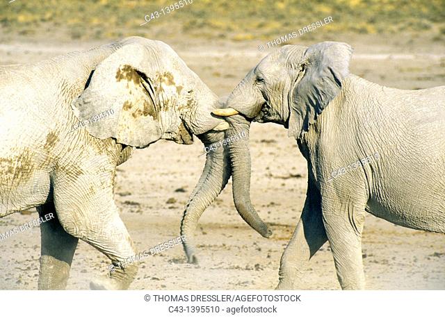 African Elephant Loxodonta africana - Fighting bulls  Their whitish appearance is due to the bleached calcite soils of Etosha  Etosha National Park, Namibia