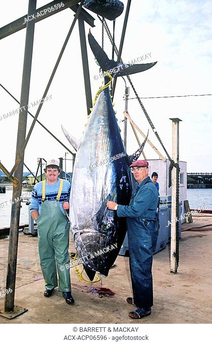 Fishermen weighing Bluefin Tuna at fishering port of North Lake, Prince Edward Island, Canada