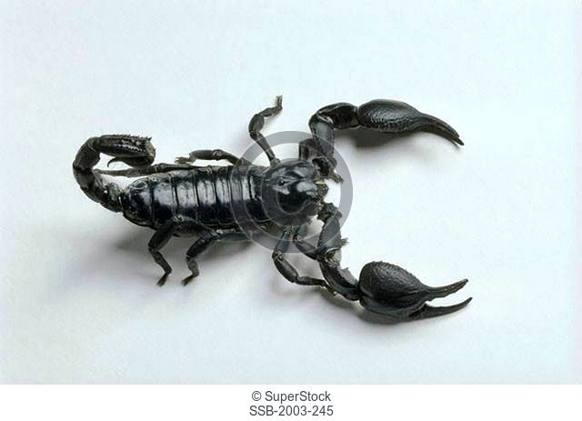 Emperor Scorpion Africa