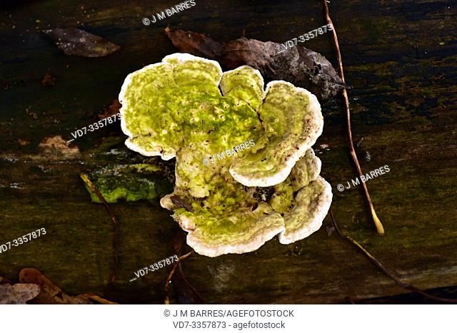 Lumpy bracket (Trametes gibbosa) is a saprophyte fungus that grows on beech trunks. This photo was taken in Dalby National Park, Skane, Sweden