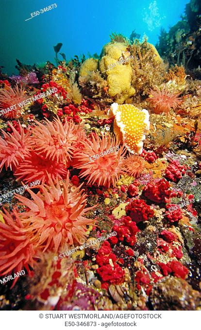 Crimson anemones (Cribrinopsis fernaldi). Lemon-peel nudibranch and gersemia soft corals. Pacific North West
