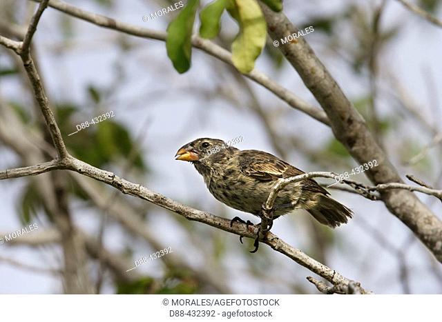 Medium Ground Finch (Geospiza fortis) female. Santa Cruz island, Galapagos Islands. Ecuador