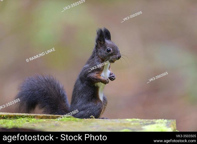 Squirrel, Sciurus vulgaris, in forest