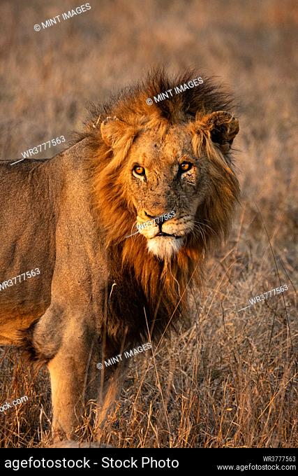A portrait of a male lion, Panthera leo, looking out of frame into the sun