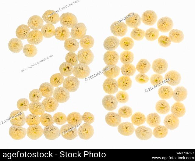 Arabic numeral 26, twenty six, from cream flowers of chrysanthemum, isolated on white background