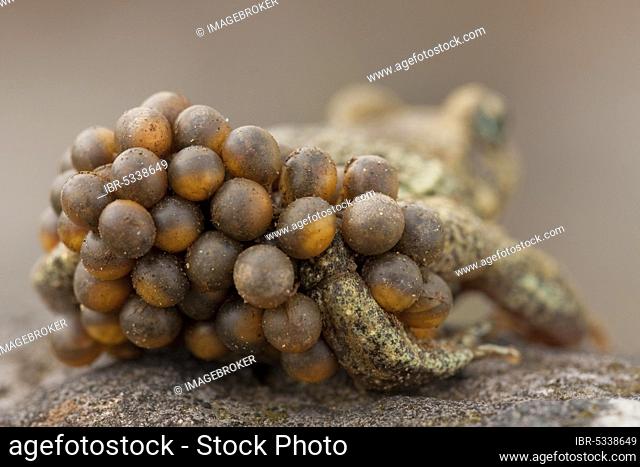 Common midwife toad (Alytes obstetricans), eggs, Germany, Europe