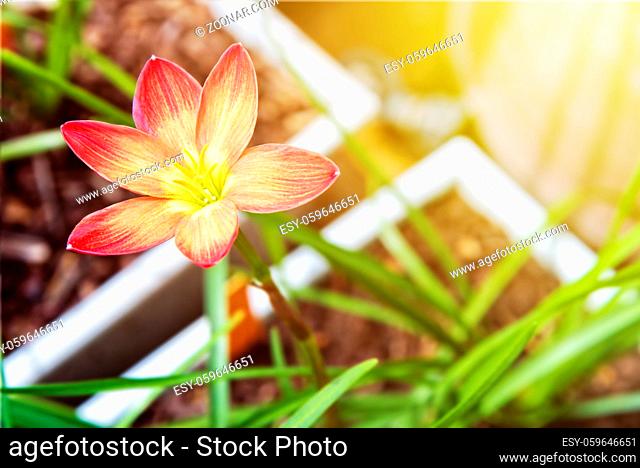 Beautiful yellow pollen and pink flower with sunlight of Zephyranthes Rosea in the white pot