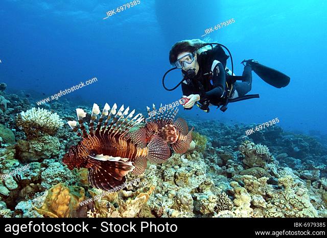 Lionfish lurking in coral reef for prey, diver behind, Red Sea, Aqaba, Jordan, Asia