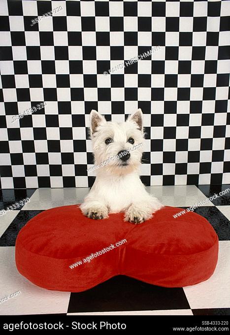 West Highland White Terrier, AKC, 4-month-old 'Phoebe' photographed at Randi's studio and owned by Valerie Rappleyea of Wasilla, Alaska