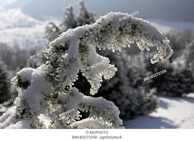 common juniper, ground juniper Juniperus communis, twig with snow and hoar frost, Germany, Baden-Wuerttemberg