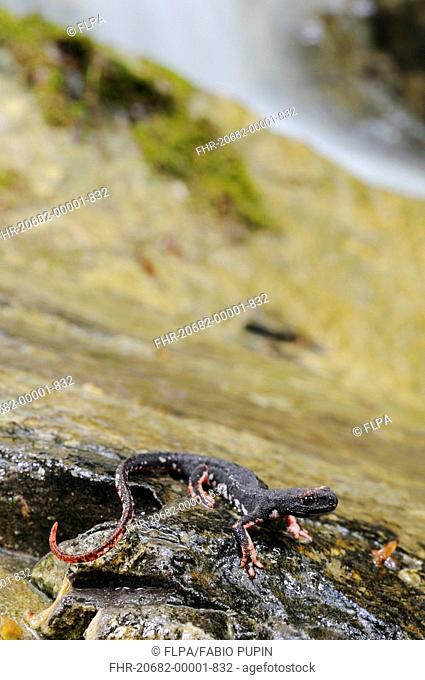 Northern Spectacled Salamander Salamandrina perspicillata adult, beside waterfall in stream habitat, Apennines, Italy