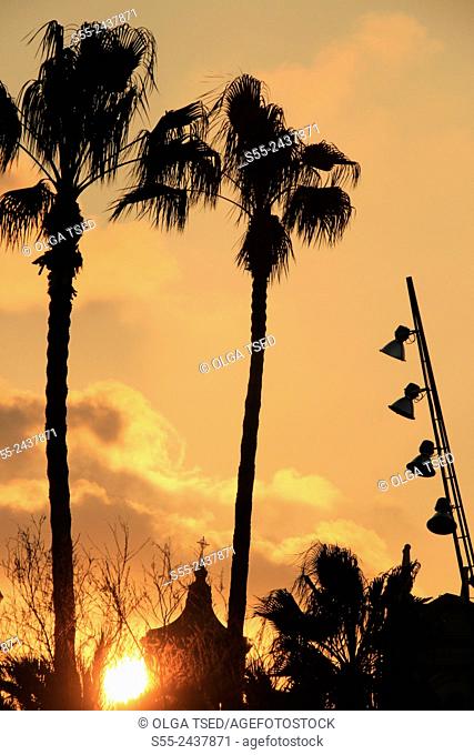 Palmtrees in the sunset. Maremagnum area, Port Vell, Barcelona, Catalonia, Spain