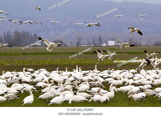 Snow Geese Flock Landing Close Up Skagit County Washington