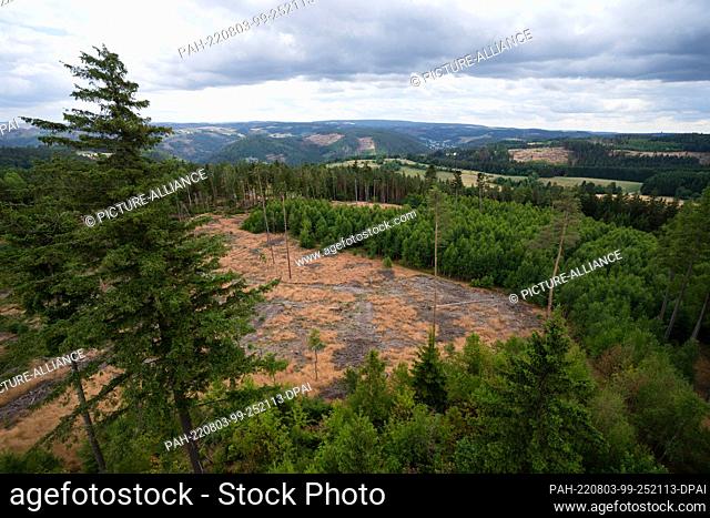 PRODUCTION - 15 July 2022, Bavaria, Ludwigsstadt: A cleared site in the Franconian Forest. In the Franconian Forest and the Bavarian Forest