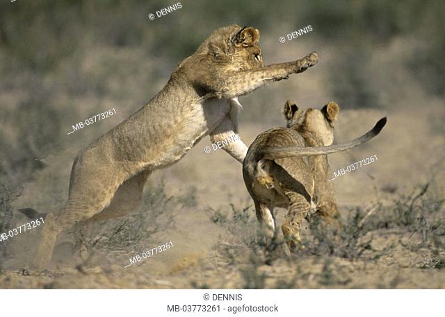 South Africa, Kgalagadi Transfrontier park,  Grassland, lions, Panthera Leo,  Young, playing Africa, Kalahari, national park