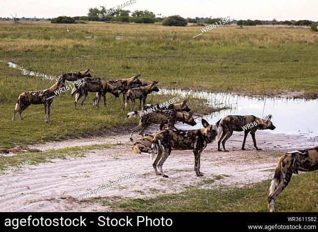 Pack of wild dogs, Lycaon pictus at a waterhole in a game reserve