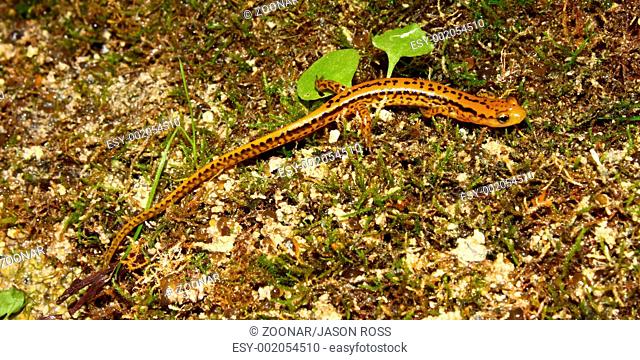 Long-tailed Salamander Eurycea longicauda
