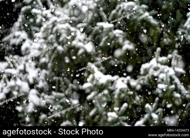 Germany, Bavaria, Upper Bavaria, Altötting district, winter, snow drift, spruce