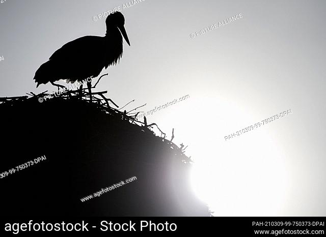 09 March 2021, Saxony-Anhalt, Loburg: A white stork sits on its nest in Loburg, behind which the still low morning sun shines