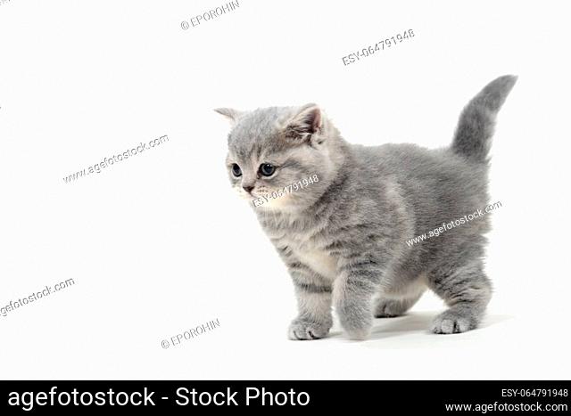 a small fluffy kitten on a white isolated background. High quality photo