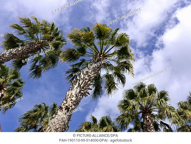 22 November 2018, Portugal, Canio De Baixo: View to palm trees at the promenade in Canio de Baixo on the Portuguese island Madeira