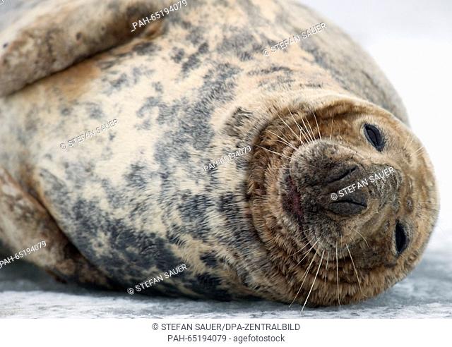 A gray seal lying the frozen Stralasund lagoon between Stralsund and Greifswald in Germany, 20 January 2016. Because of the ice