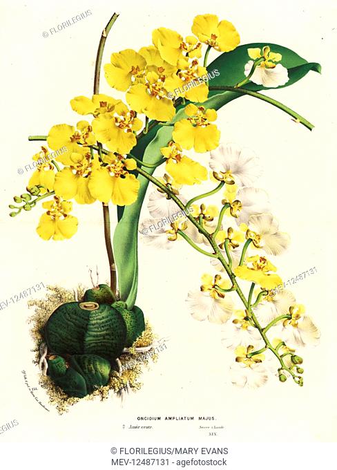 Rossioglossum ampliatum orchid (Oncidium ampliatum majus). Central America. Handcoloured lithograph from Louis van Houtte and Charles Lemaire's Flowers of the...