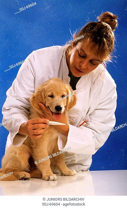 vet taking temperature of golden retriever puppy