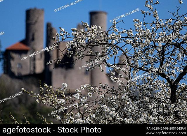 18 April 2022, Hessen, Werleshausen: A cherry tree blossoms in front of Hanstein Castle. Every year, from mid-April to early May