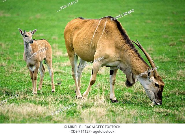 Cape eland (Taurotragus oryx), mother and young