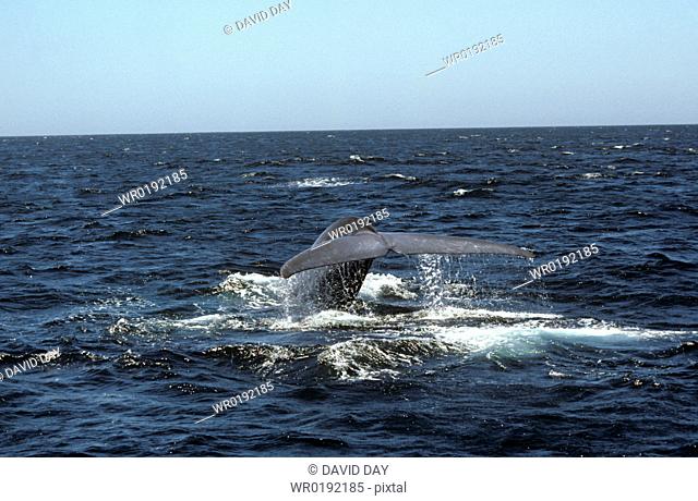 Blue whale fluking with water falling off trailing edge Balaenoptera musculus West of North Isabela Island, Galapagos, Ecuador