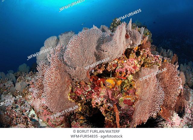 Seafan in Coral Reef, Gorgonaria, Malpelo Island, Pacific Ocean, Colombia