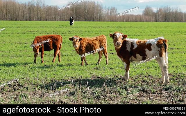 Calves Cows Grazing On A Spring Green Pasture. Cattle Walking In Meadow In Summer Day