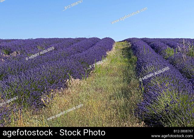 France, Alpes de Haute Provence (04), plateau de Valensole, lavender fields (Lavandula sp. )