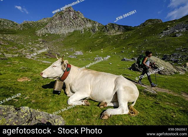 cows on lac Casterau, Ayous lakes tour, Pyrenees National Park, Pyrenees Atlantiques, France
