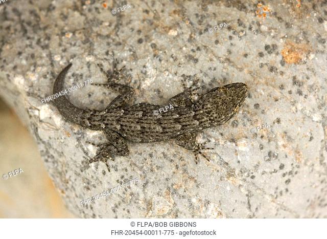 Kotschy's Gecko Cyrtopodion kotschyi adult, on stone wall, Mani Peninsula, Peloponnese, Greece