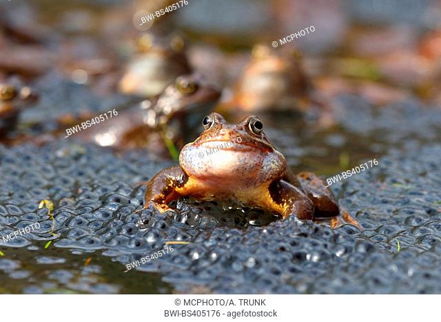 common frog, grass frog (Rana temporaria), sitting in water with eggs, Austria, Burgenland, Neusiedler See National Park