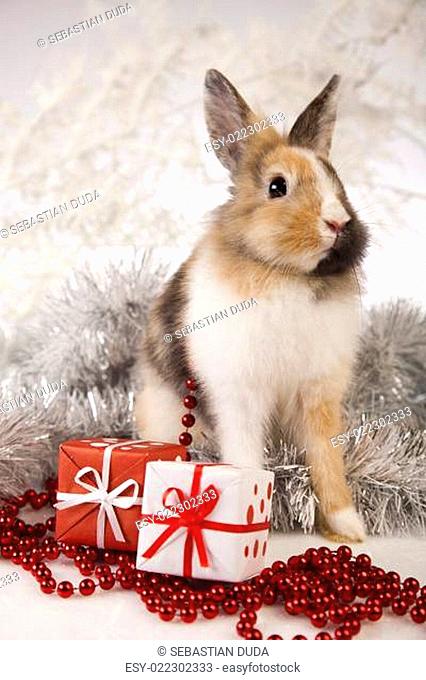Rabbit, bunny Christmas