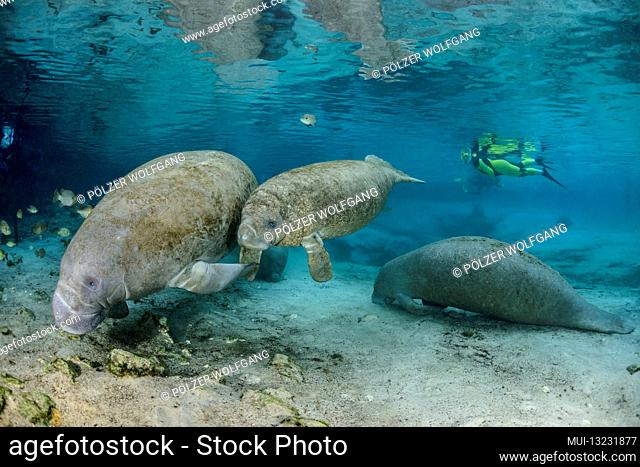 Florida manatees (Trichechus manatus latirostris) and scuba divers, Three Sisters, Kings Bay, Crystal River, Citrus County, Florida, USA