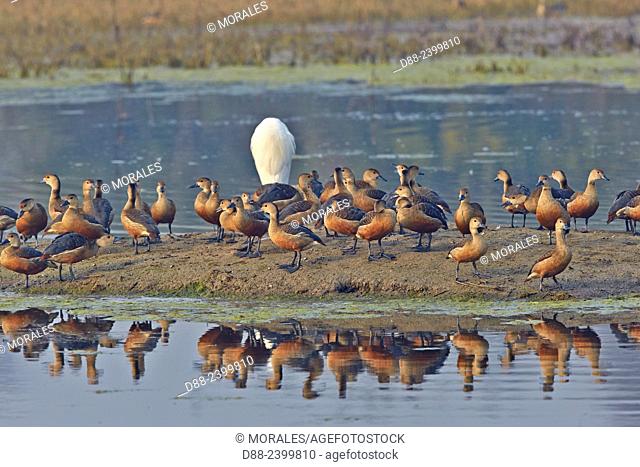 Asia, India, Rajasthan, Bharatpur, Keoladeo national park, Lesser whistling duck (Dendrocygna javanica), group on the ground, with a great egret